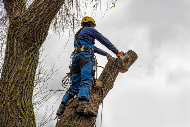 Bell, CA Tree Services Company