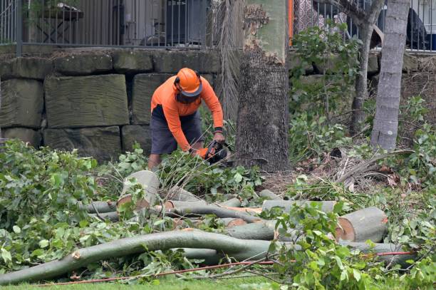 How Our Tree Care Process Works  in  Bell, CA